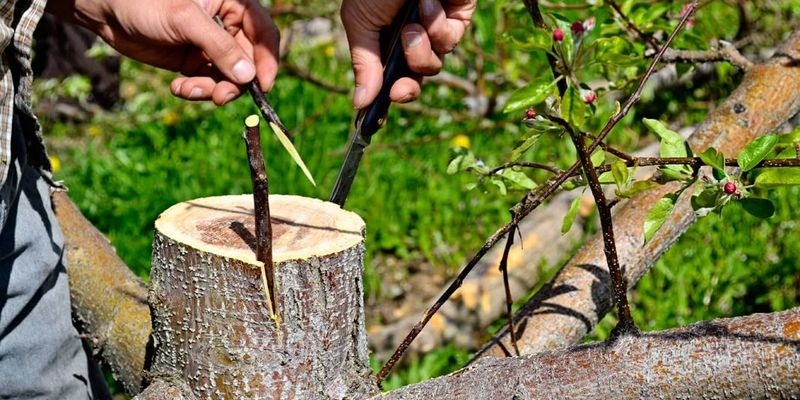 прищепить яблоню