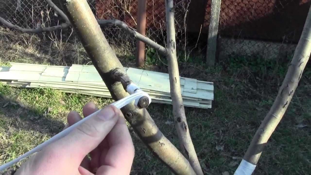 окулировка яблони