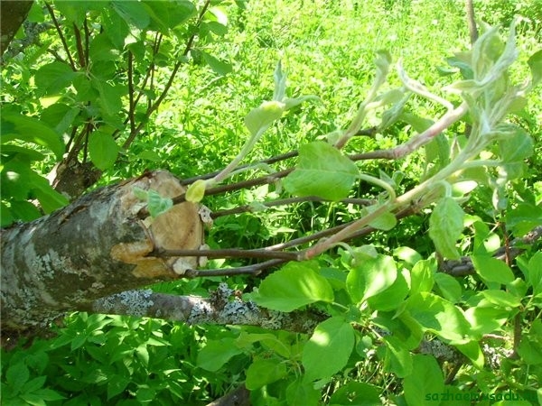 привить яблоню весной на старое дерево