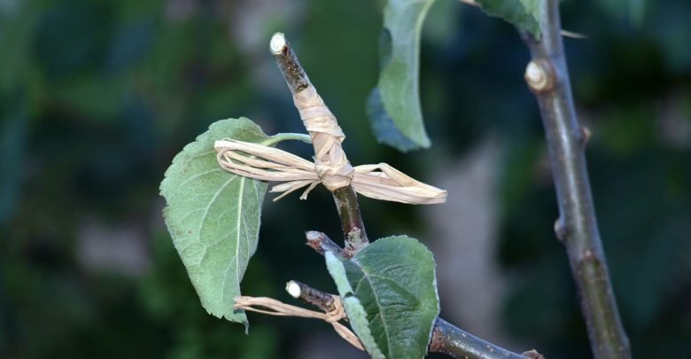 окулировка яблони