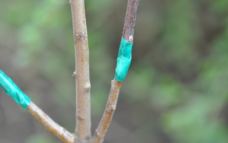 правильно привить яблоню весной