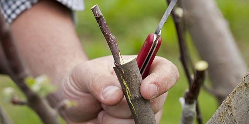 окулировка яблони