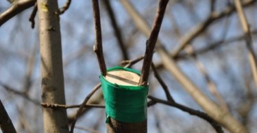 прививка яблони весной