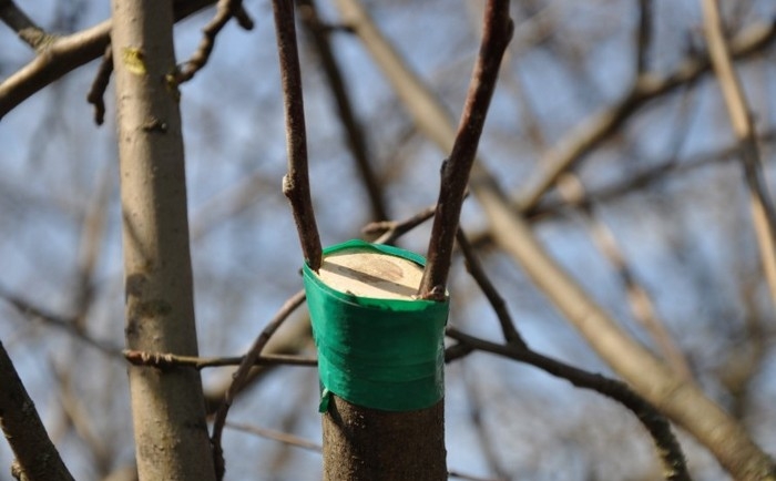 окулировка яблони