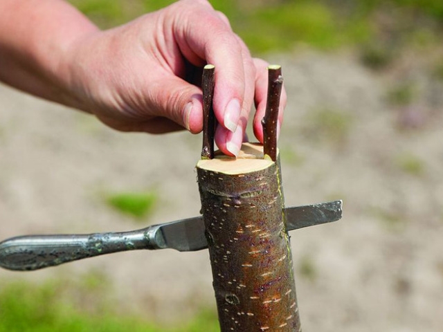 окулировка яблони