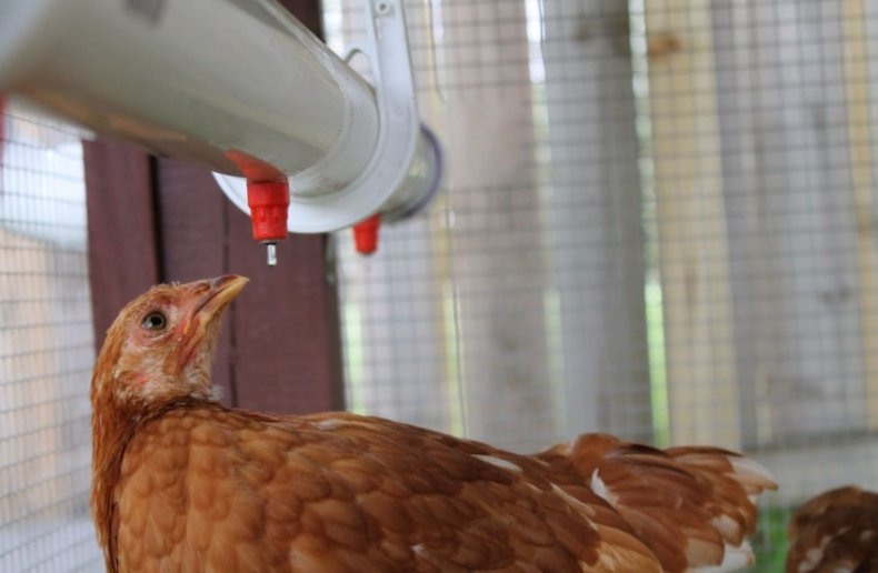 самодельная поилка для кур