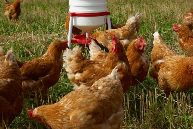 как сделать поилку для кур своими руками