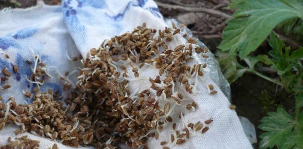 zasaďte mrkev, aby nezřídla