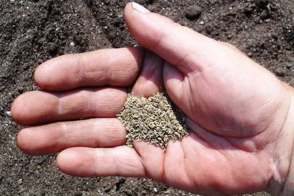 technologie pěstování mrkve