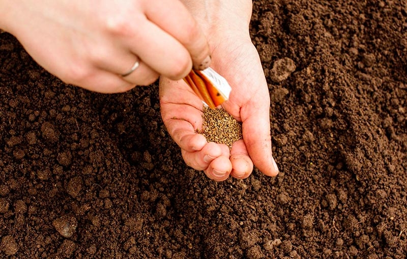 jak zasít mrkev na jaře
