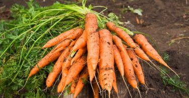 морковь в открытом грунте