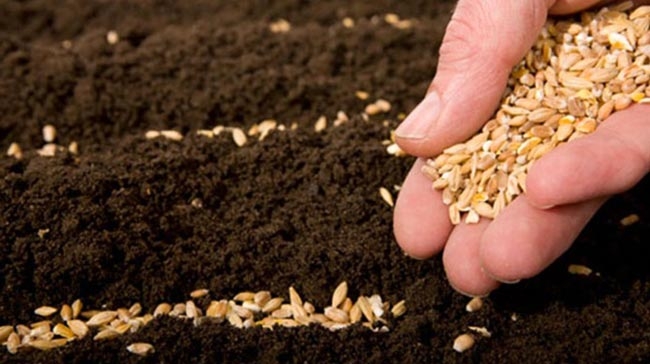 zasaďte mrkev, aby nezřídla