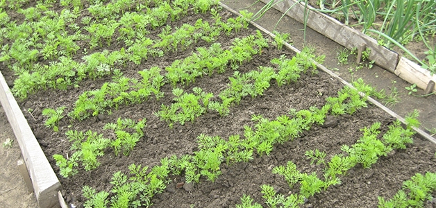 setí mrkve v otevřené půdě