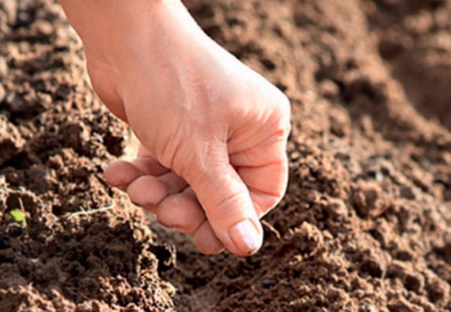 výsadba mrkve a péče v otevřeném poli