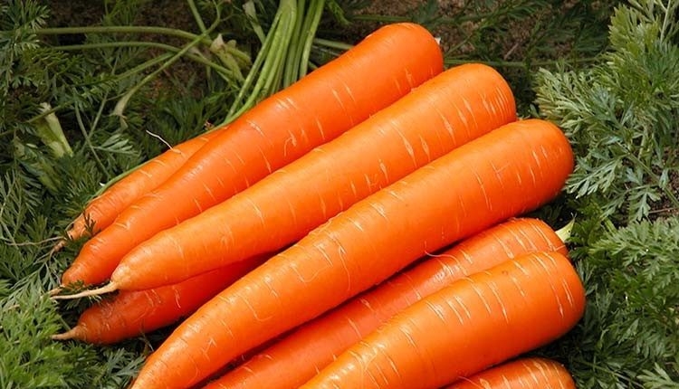 выращивание моркови в открытом грунте