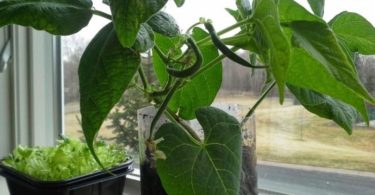 вырастить фасоль в домашних условиях