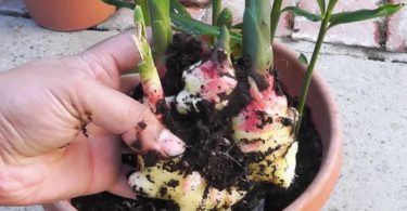 вырастить имбирь в домашних условиях