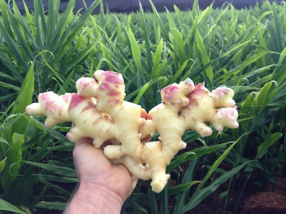 как посадить имбирь дома