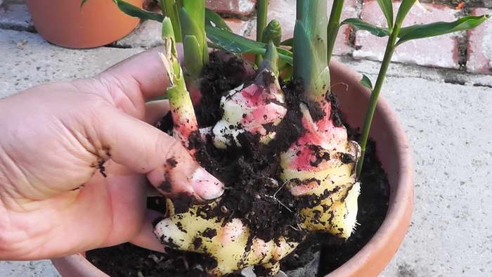 пророс имбирь как посадить