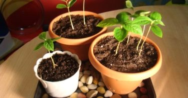 вырастить персик из косточки