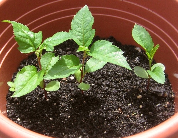 вырастить яблоню из ветки