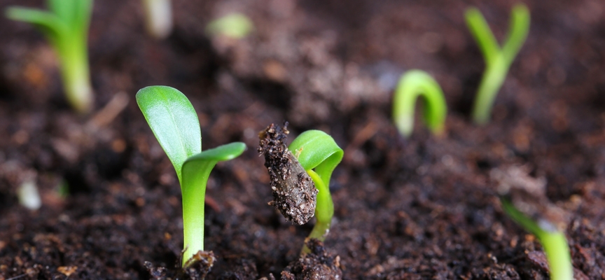 стратификация семян яблони в домашних условиях