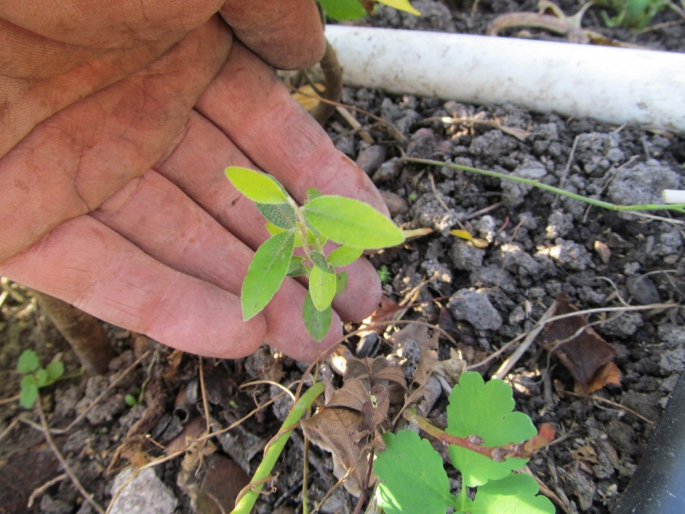 вырастить яблоню из ветки
