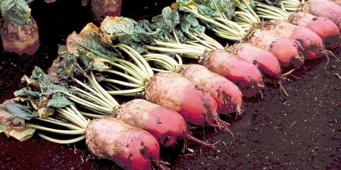 хранение свеклы на зиму в подвале