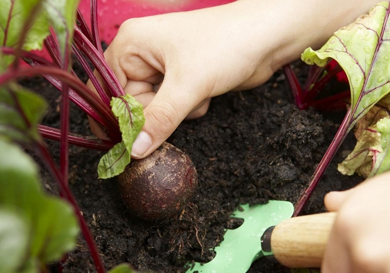хранение свеклы на зиму в подвале
