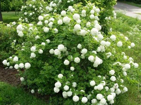 бульденеж в саду