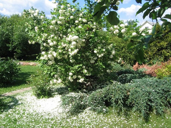 калина бульдонеж посадка и уход