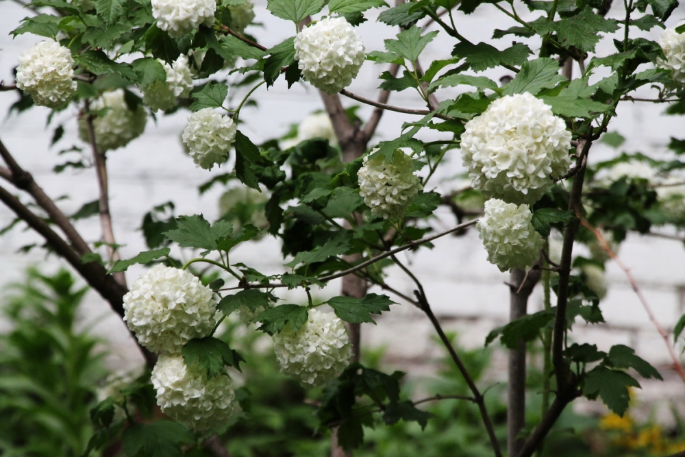 бульденеж посадка и уход в открытом грунте