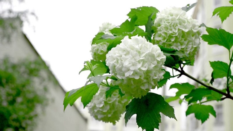 калина бульденеж описание