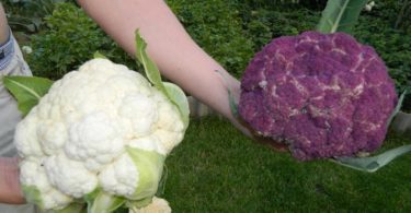 фото сортов цветной капусты