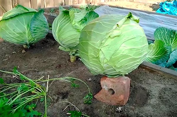 капуста мегатон характеристика