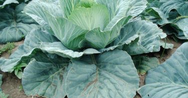 сорт капусты Мегатон