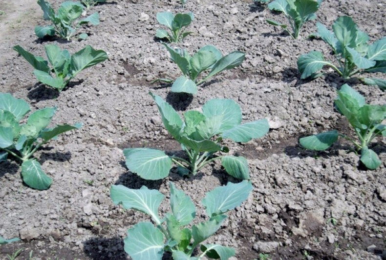 капуста мегатон характеристика