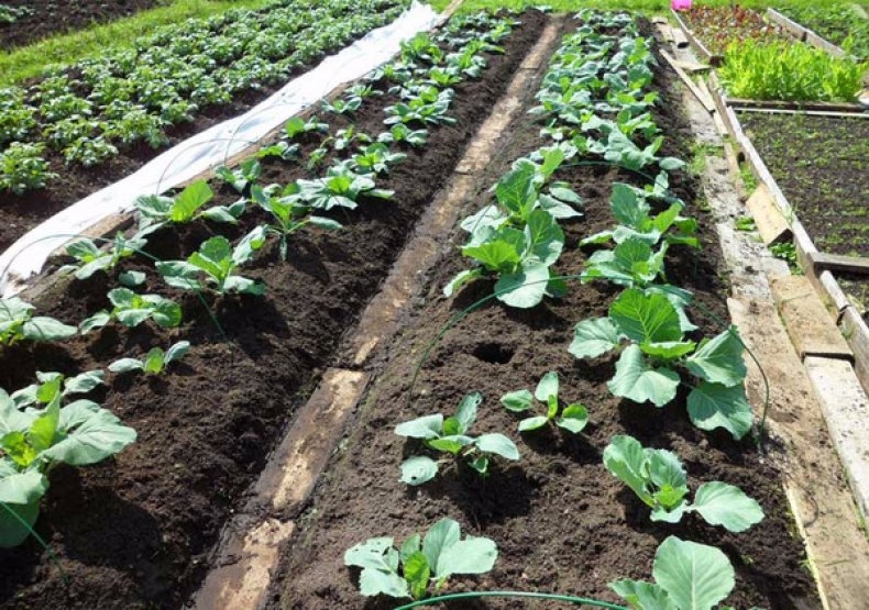 капуста мегатон f1