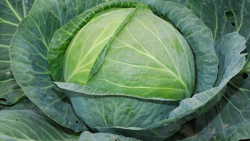 капуста мегатон описание сорта фото