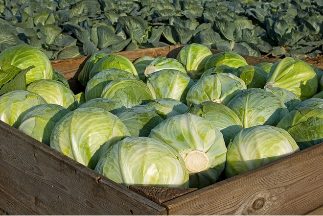 капуста мегатон характеристика