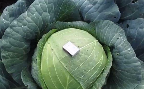 капуста мегатон f1