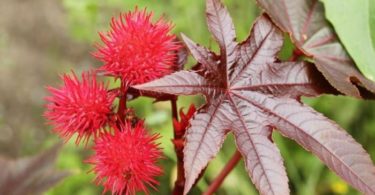 Посадка клещевины и уход