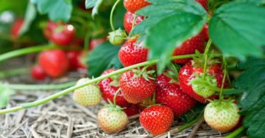 Клубника ремонтантная