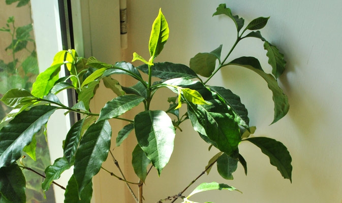 кофе арабика комнатное растение уход