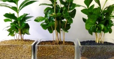 Кофейное дерево