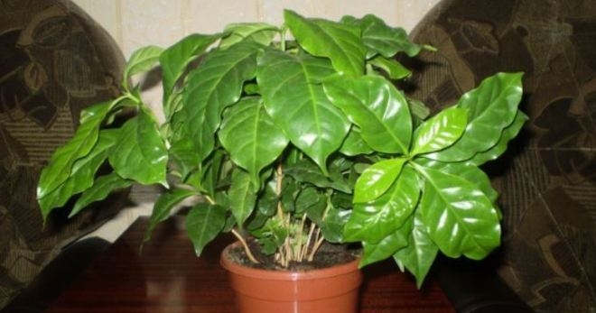как посадить кофейное дерево в домашних условиях