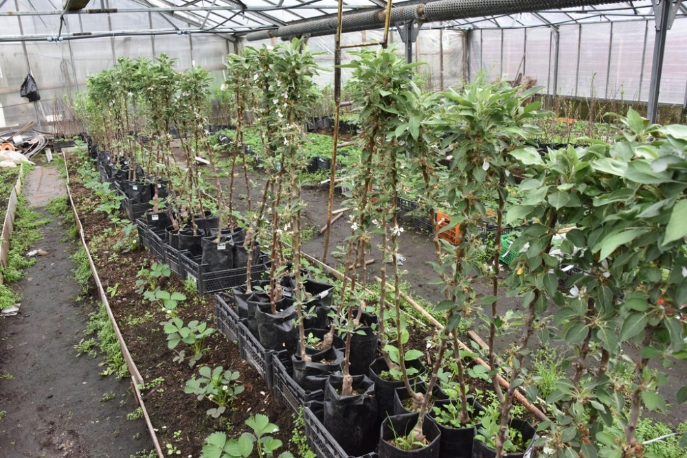 посадка колоновидных яблонь осенью