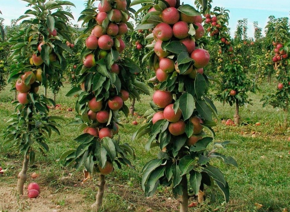 колоновидные яблони для урала сорта