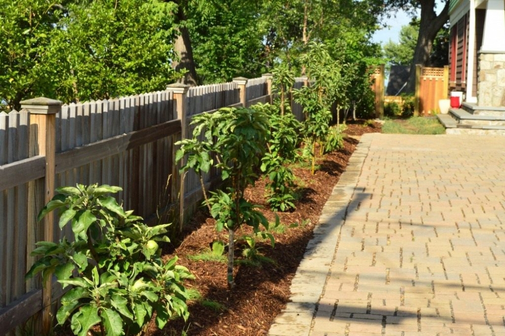 посадка колоновидных яблонь осенью