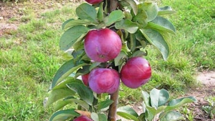 ухаживать за колоновидной яблоней